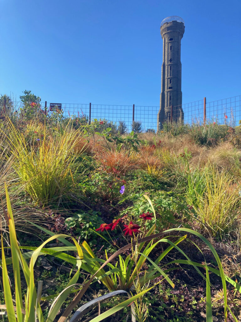 The garden at The Mantles, Dalgleish Architects award winning home, with the Durie Hill Tower behind